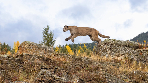 Colorado Man Attacked by Mountain Lion on Front Porch
