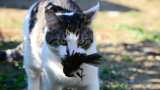 New Zealand Town Cancels Feral Cat Hunting Contest After Backlash