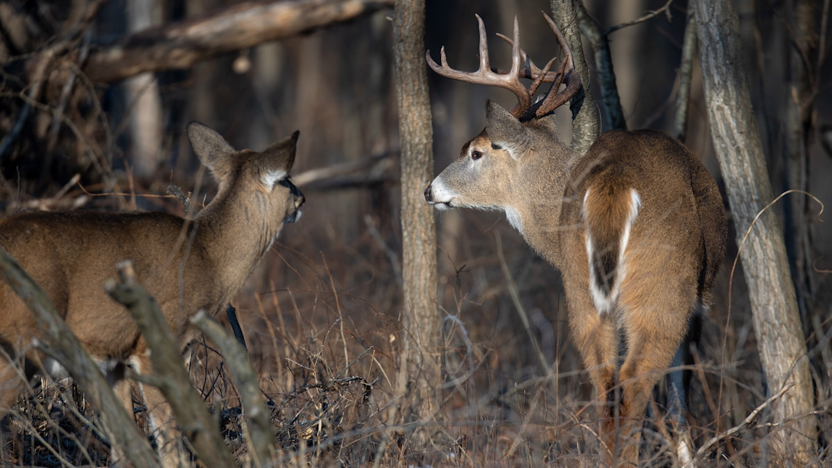 Historical Data Can Help You Kill Bucks During the Rut