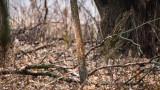 When Should You Start Scouting for Whitetails?