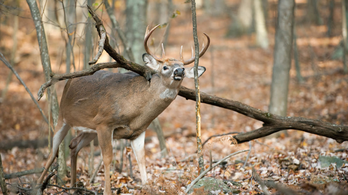 How to Kill a Buck Hunting Rubs