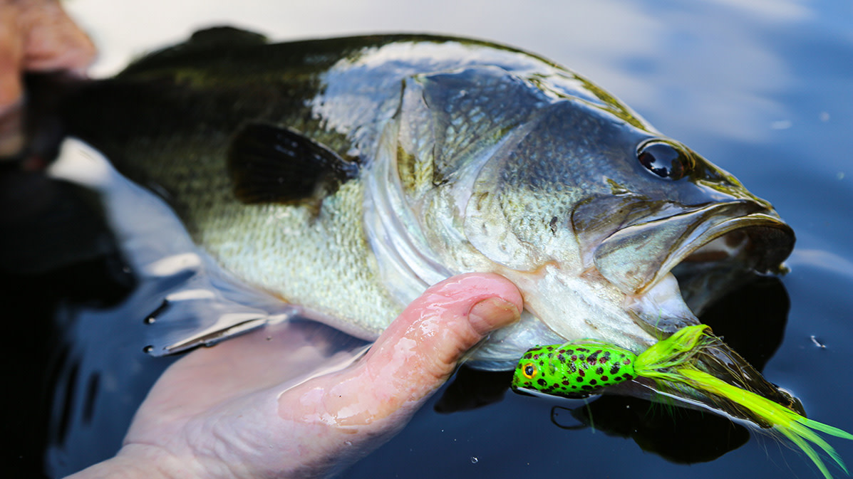 Summer topwater walking bait choices
