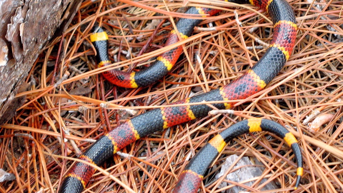 skandale Bank Udtømning Fact Checker: Is the Coral Snake Poem Accurate? | MeatEater Conservation