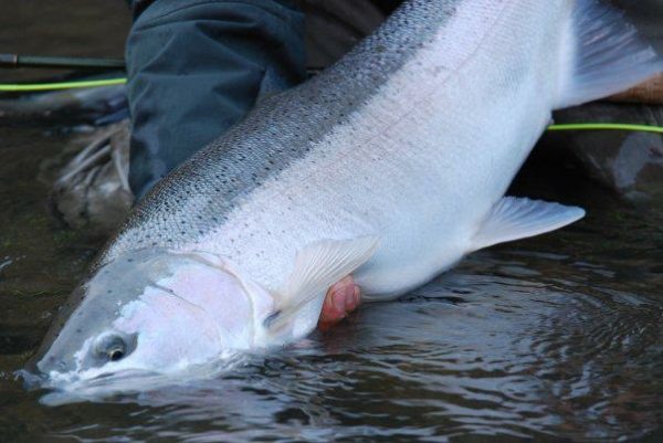 Handling and Releasing Steelhead