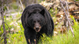 Hungry Bruin Powers Through Bear Spray to Steal Off-Leash Dog