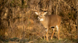 Rut Fresh Report: 11/5