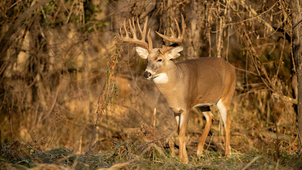 Rut Fresh Report: 11/5
