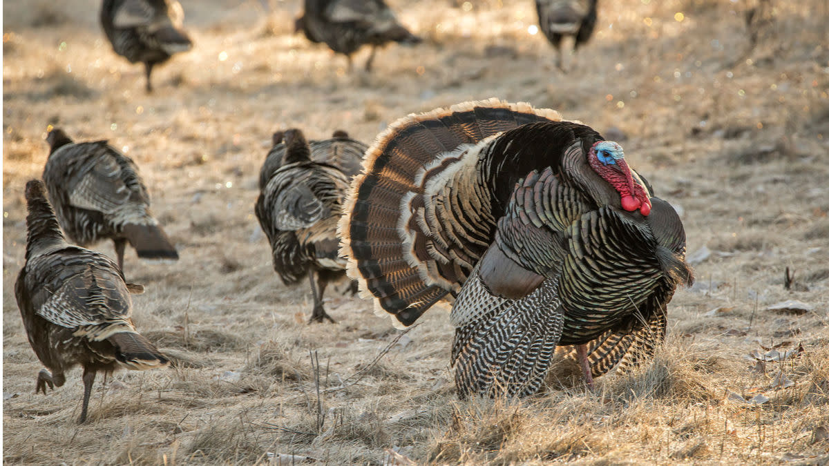 From Field to Flies: How to Utilize Wild Turkey Feathers