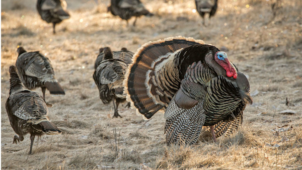 How to Scout for Turkeys
