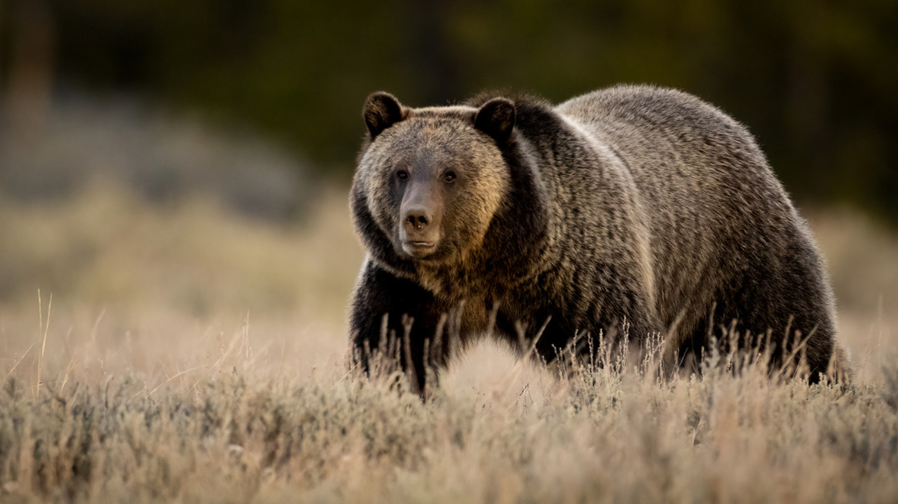 Grizzly Delisting Petition Paves Way for Potential Hunting Season