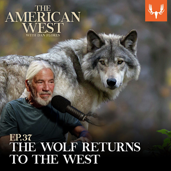 Gray wolf beside man at microphone; text: 'THE AMERICAN WEST WITH DAN FLORES' and 'THE WOLF RETURNS TO THE WEST'