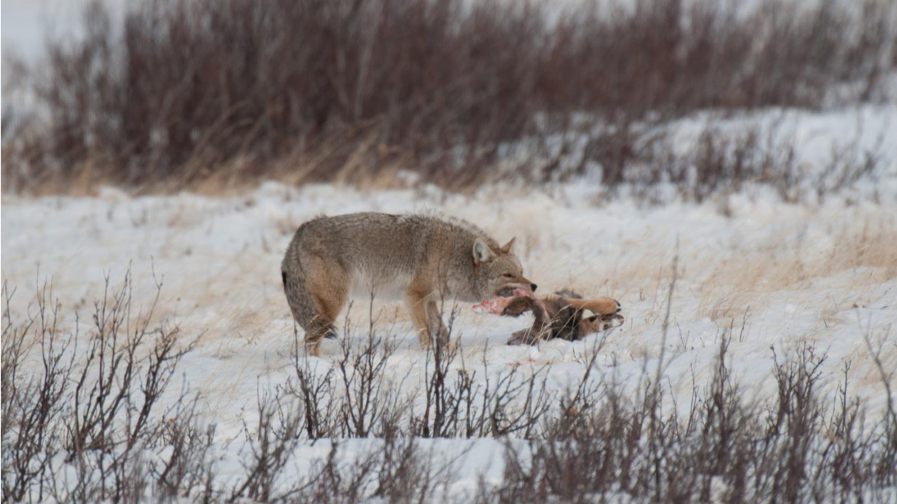Study: Eastern Whitetails Thrive Despite Coyote Invasion