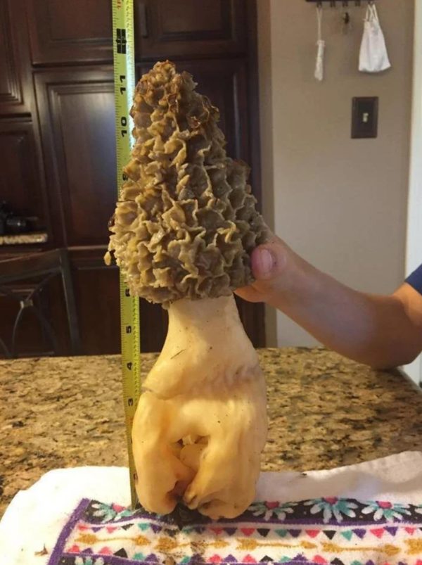 giant morel mushroom