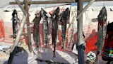 Six sturgeon hanging from a wooden rack over snow, orange safety fence and "STURGEON" banner