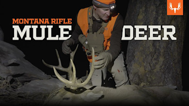 Montana Rifle Mule Deer