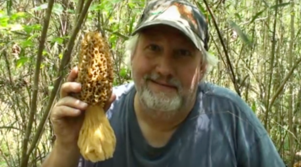 giant morel mushroom