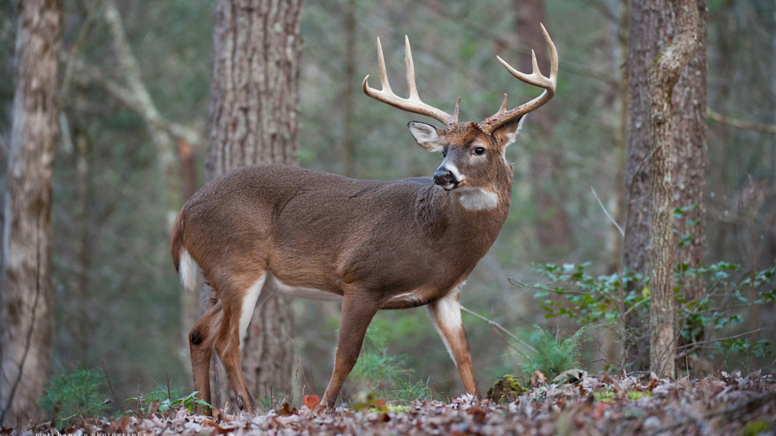 Private Land You Didn’t Know You Could Hunt | MeatEater Wired To Hunt