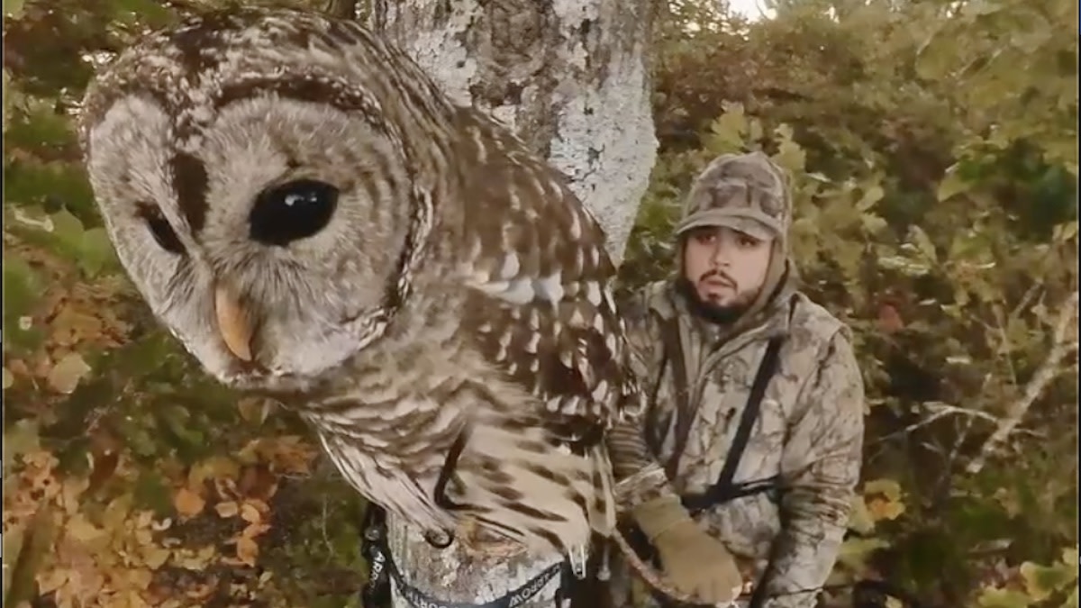 Video: Owl Lands in Tree with Bowhunter
