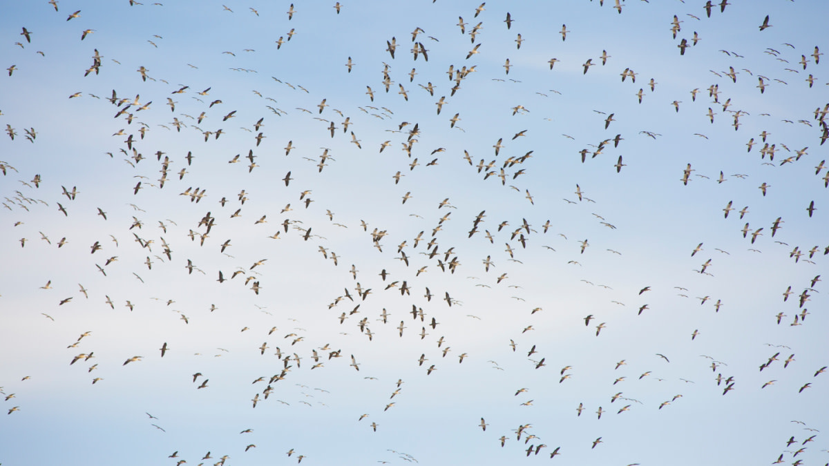 What Changes to the Migratory Bird Act Mean for Hunters