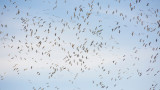 What Changes to the Migratory Bird Act Mean for Hunters