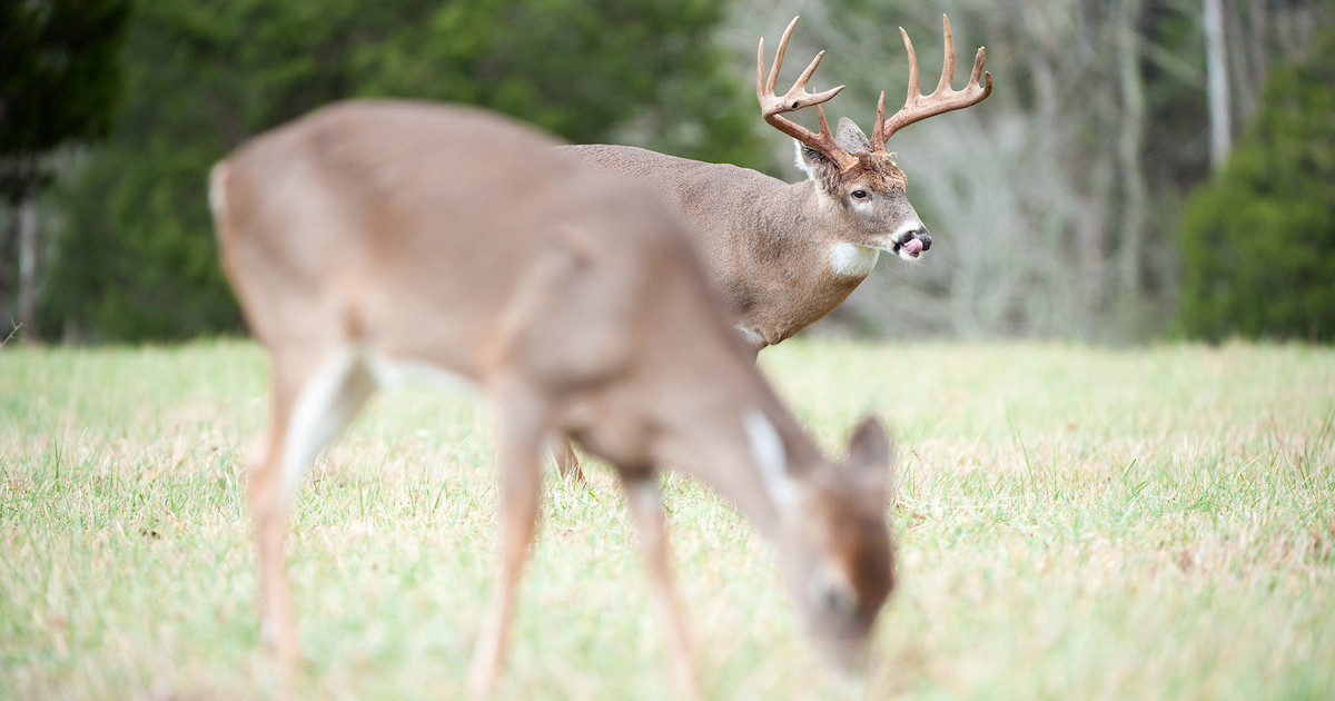 How to Use a Doe Decoy During the Rut | MeatEater Wired to Hunt How to Use a Doe Decoy During the Rut | MeatEater Wired to Hunt