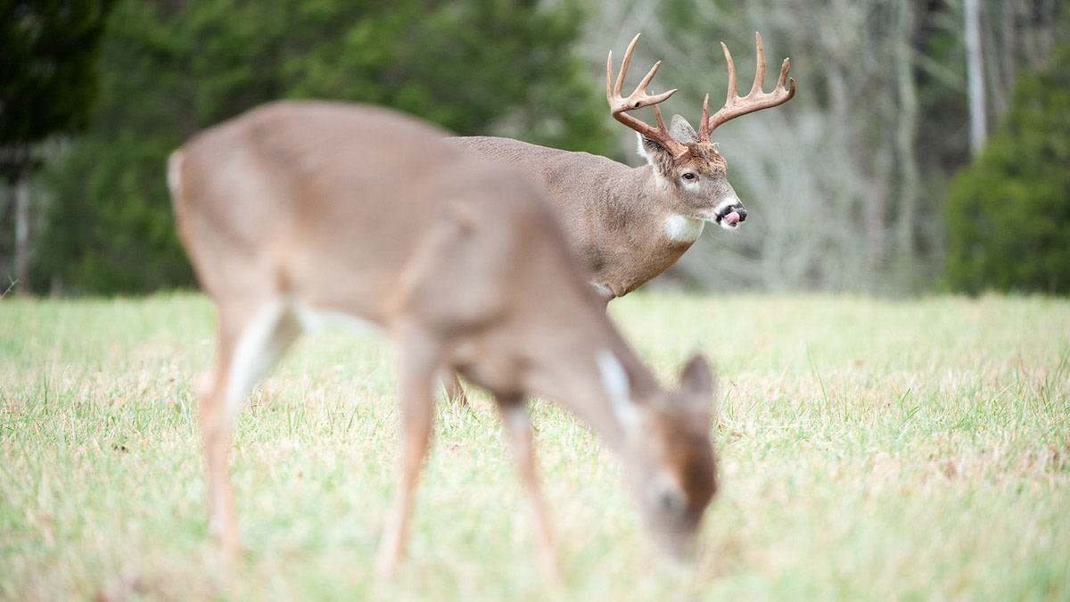 How to Use a Doe Decoy During the Rut