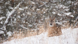 To Kill a Doe