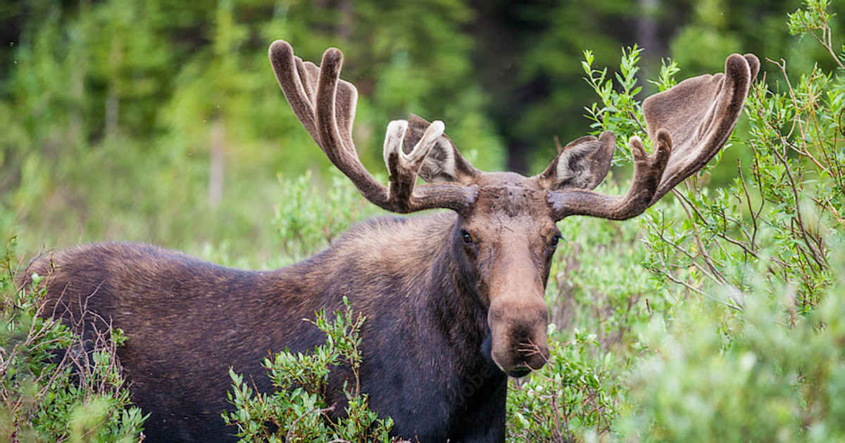 Hunters Lost Nearly ,000 in Illegal Alaska Moose Hunt Scheme Hunters Lost Nearly ,000 in Illegal Alaska Moose Hunt Scheme