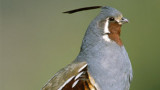 How to Hunt Mountain Quail