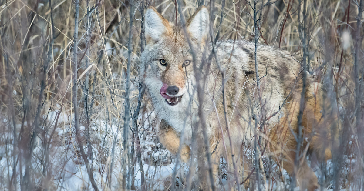 New Study Offers Clues Into Why Coyotes Attack Humans | MeatEater