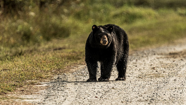 Man Accidentally Shoots Brother in Bear Encounter, Then Kills Himself