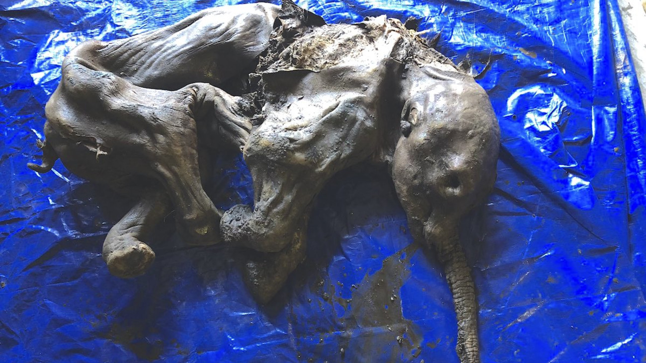 Baby Mammoth is 'Most Complete' Ever Found in North America