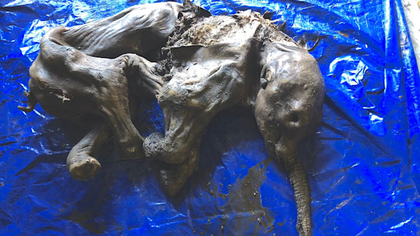 Baby Mammoth is 'Most Complete' Ever Found in North America