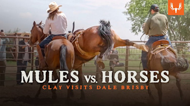 Mules vs Horses | Clay Visits Dale Brisby