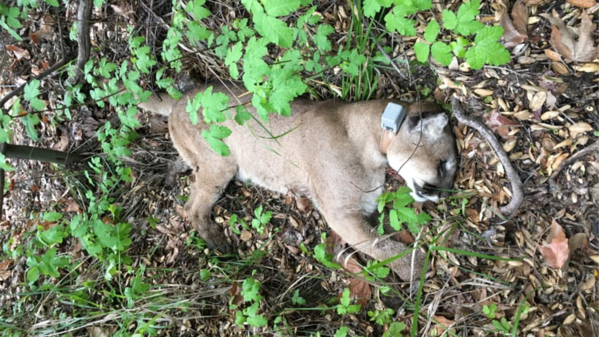 Rat Poison Is Killing Cougars in California