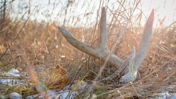 Why You Should Focus on Post-Season Scouting Instead of Shed Hunting