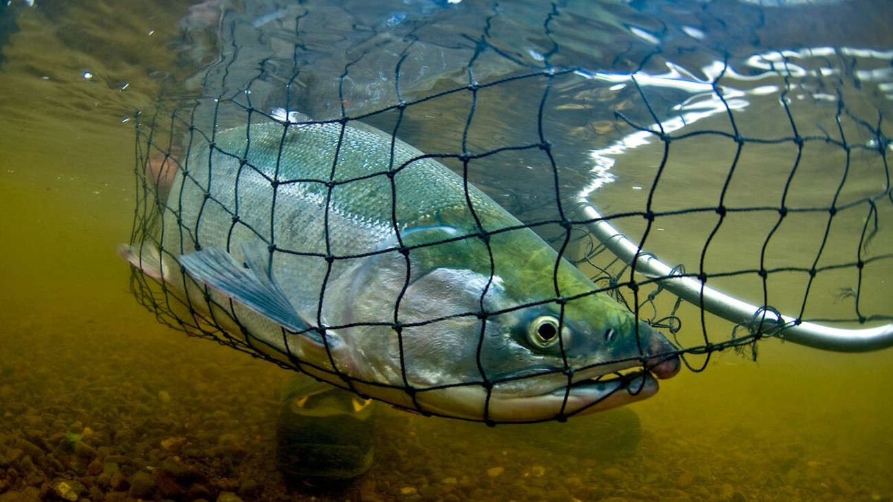The Salmon Paradox: Understanding Management and Responsible Consumption