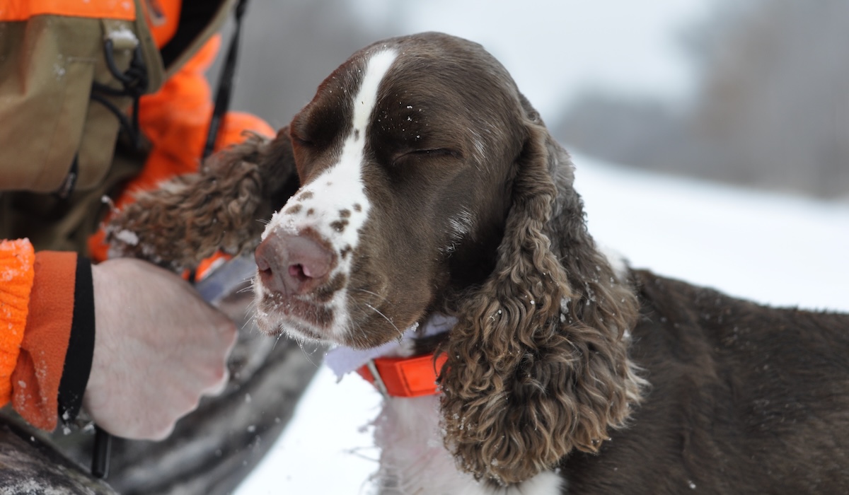 springer spaniel