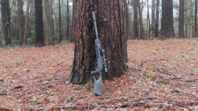 7 Best Air Rifles for Squirrel Hunting