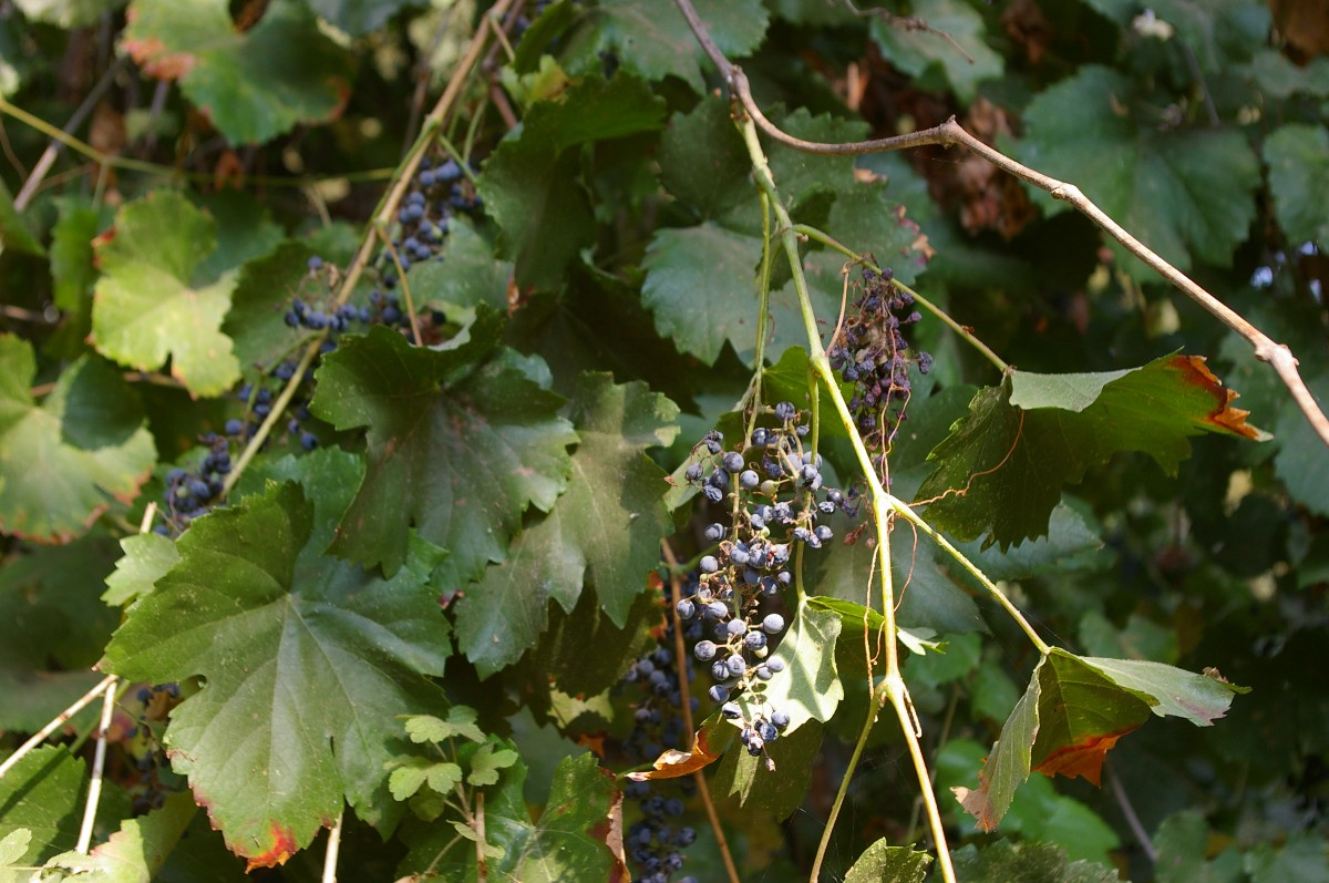 Wild Grapes