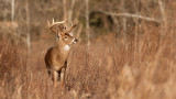 The Truth About Frontal Shots on Deer