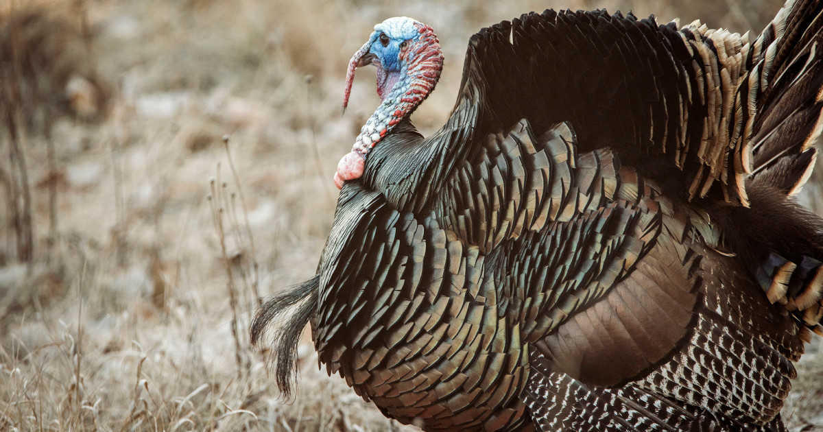 Turkey Beard Name At Samantha Sternberg Blog turkey-beard-name-at-samantha-sternberg-blog