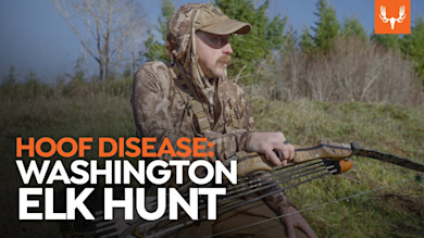 Hoof Disease: A Washington Elk Hunt