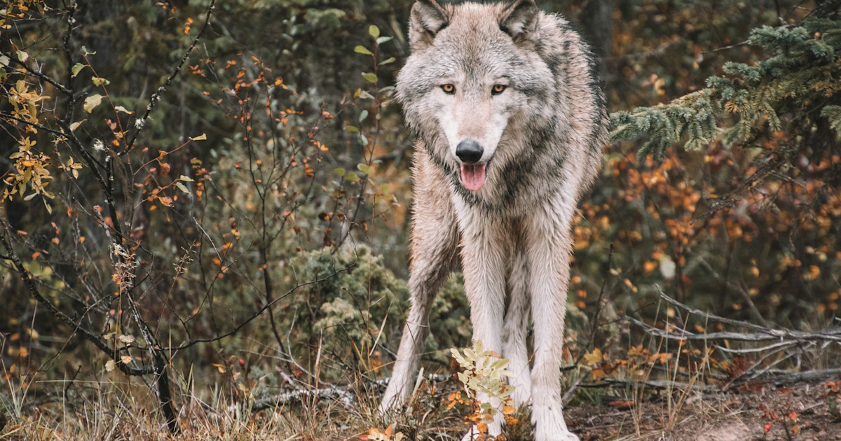 Outdoor Groups to Appeal Court Decision that Could Threaten Wolf Hunting Outdoor Groups to Appeal Court Decision that Could Threaten Wolf Hunting