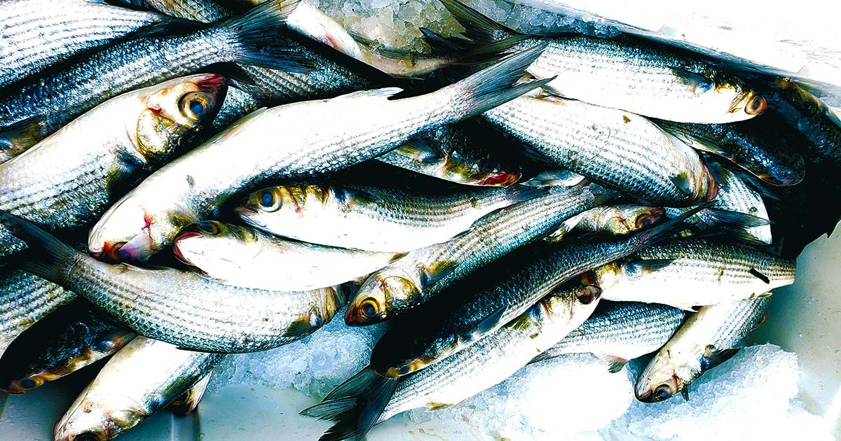 Trash Fish Tuesday: Striped Mullet, aka Biloxi Bacon | MeatEater Fishing Trash Fish Tuesday: Striped Mullet, aka Biloxi Bacon | MeatEater Fishing