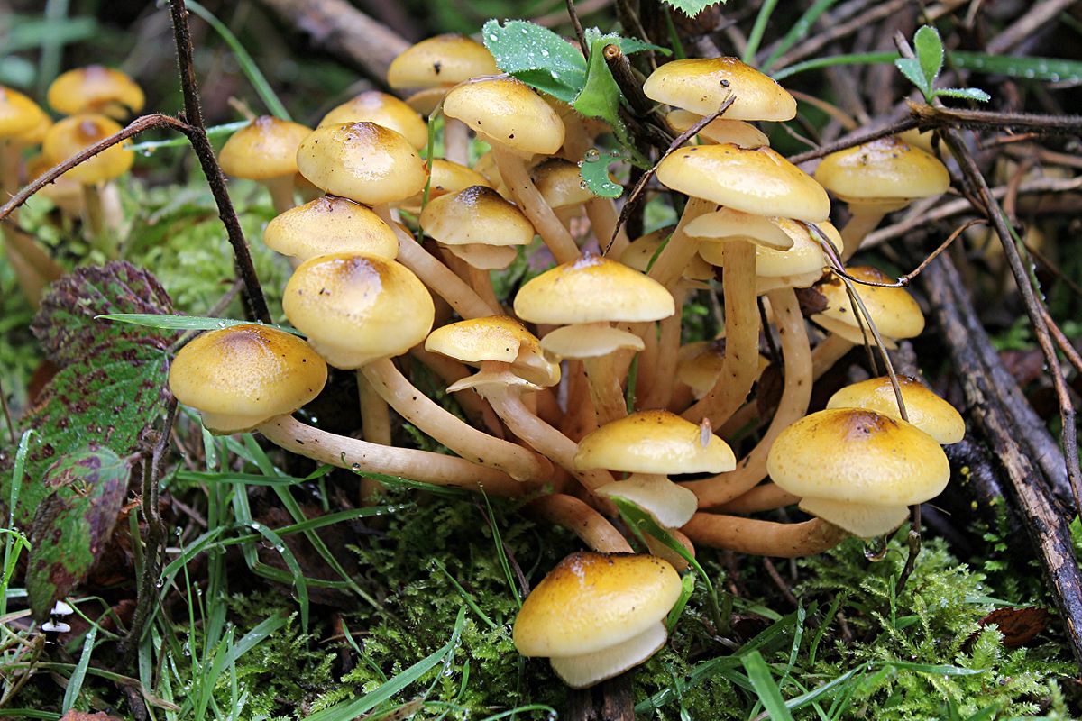 best fall mushrooms