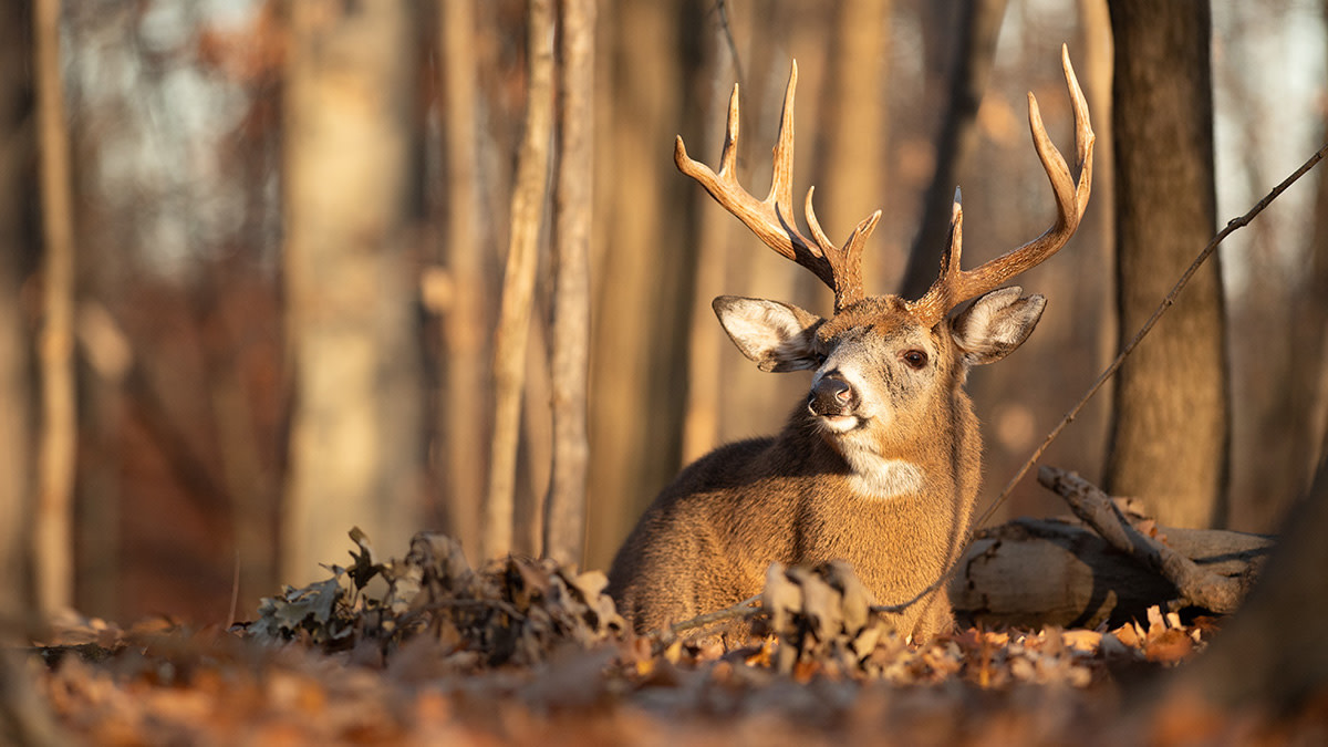 How to Master Morning Whitetail Hunts in the Late Season