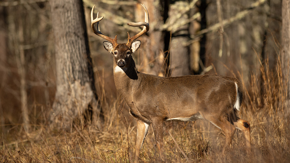 How to Kill a Mature Buck During the Pre-Rut | MeatEater Wired To Hunt
