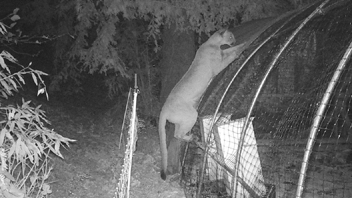 Photos: Mountain Lion and Cubs Raid Turkey Coop | MeatEater Hunting