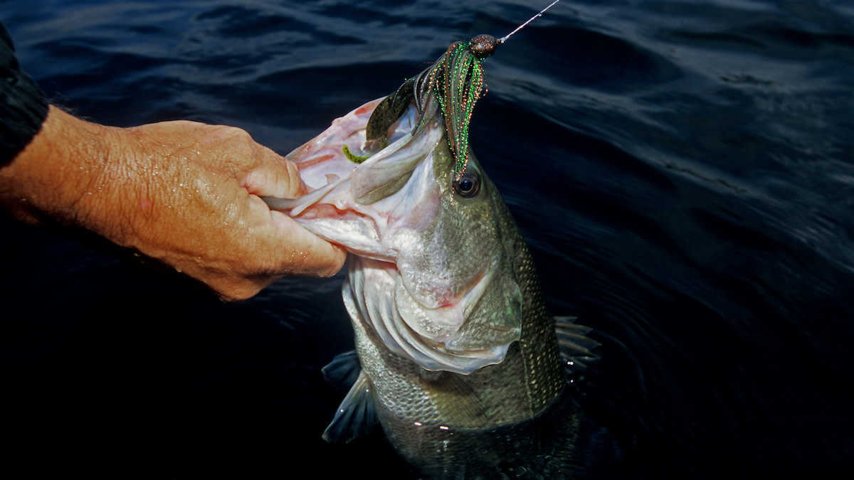 Master the Art of Spinnerbait Bass Fishing
